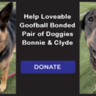 Help Loveable Goofball Bonded Pair of Doggies Bonnie & Clyde