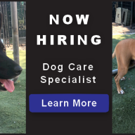 PAWSGH Hiring Dog Care Specialist!