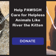 Help PAWSGH Care for Helpless Animals Like River the Kitten